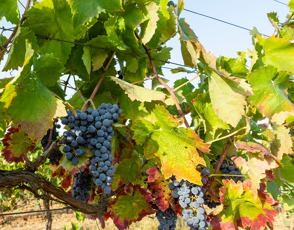 Grappoli di uva Frappato