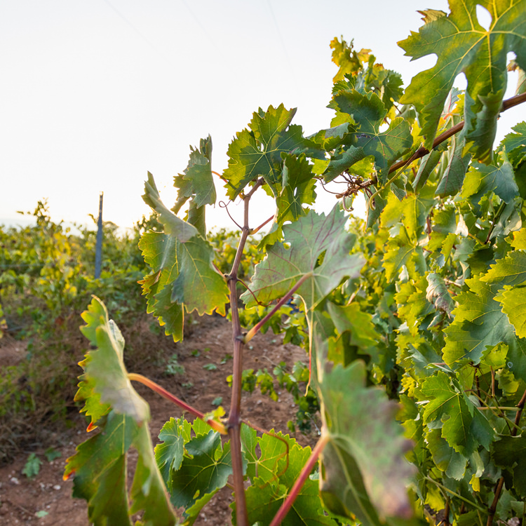 Il nostro vigneto in contrada Boscopiano